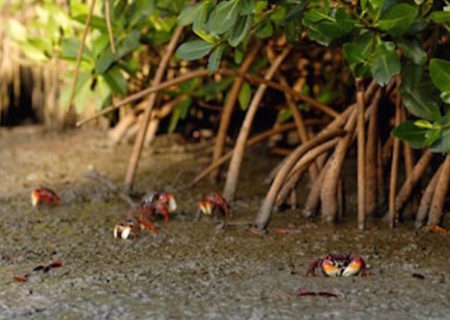 Martinique 2005 – Photo © Richard Soberka – https://www.photoway.com/