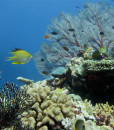 Snorkelling New Caledonia