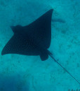 Snorkelling Noumea