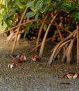 noumea mangrove discovery